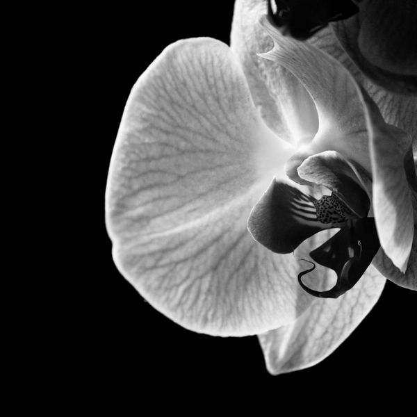 BLACK ORCHID PERFUME
