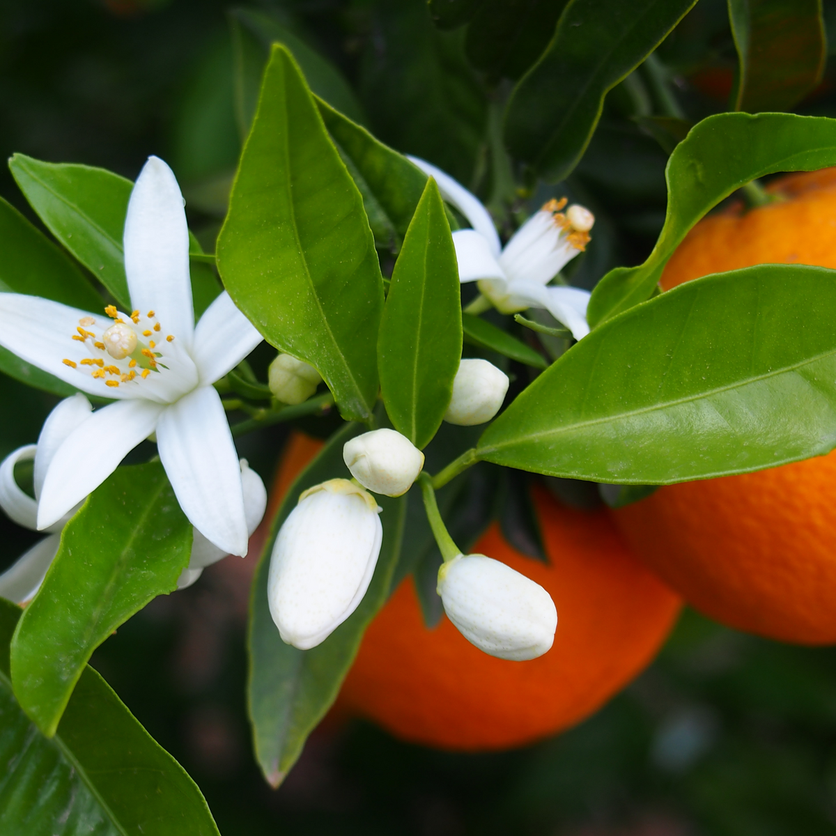 Sun Dial™ Fresh Orange Blossom Perfume by Curious Apothecary