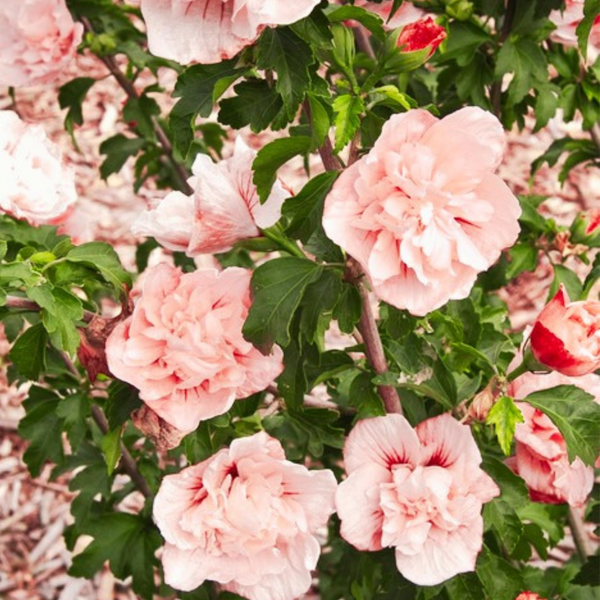 pink chiffon bath and body works perfume dupes