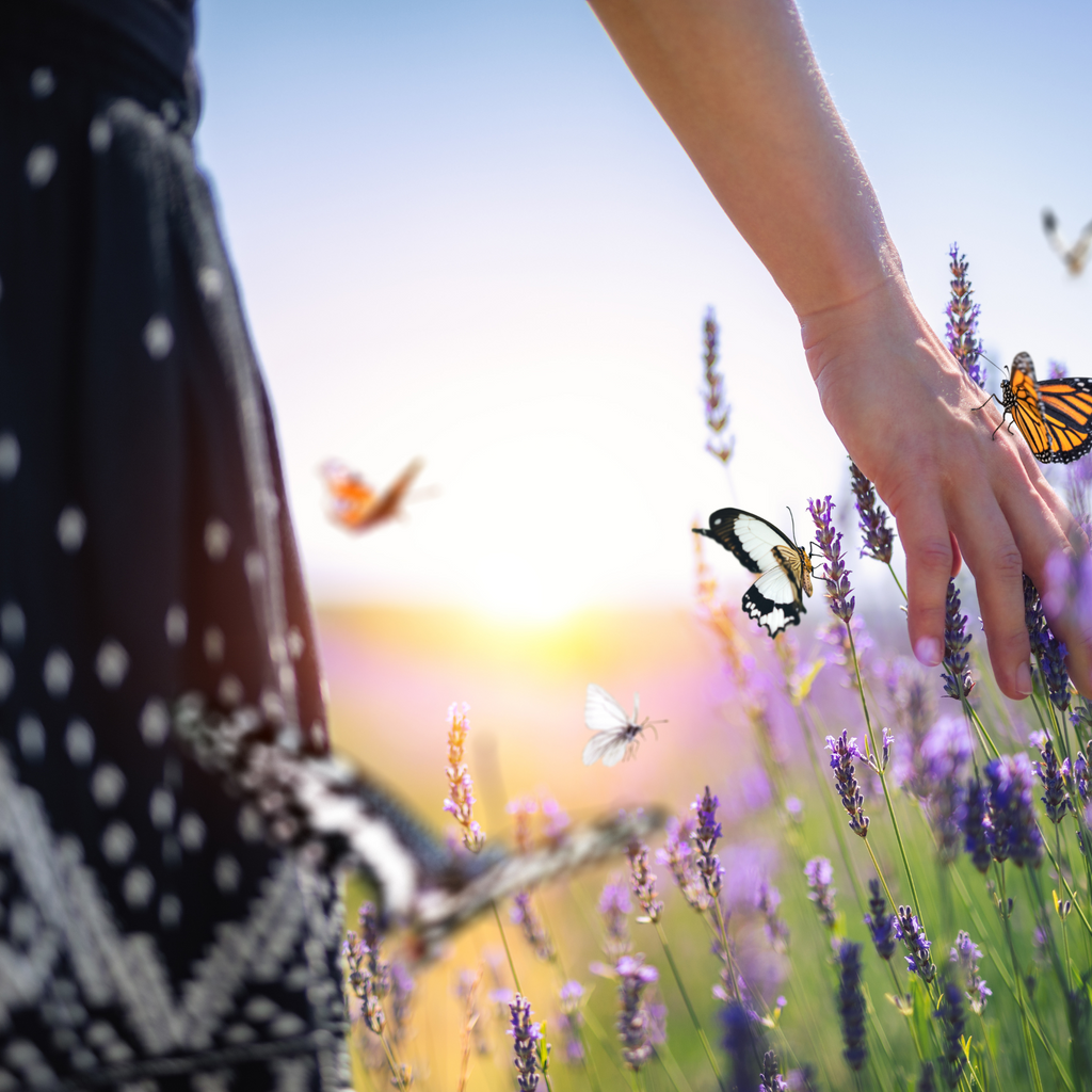 french perfume lavender plant FRENCH LAVENDER HONEY PERFUME SPRAY