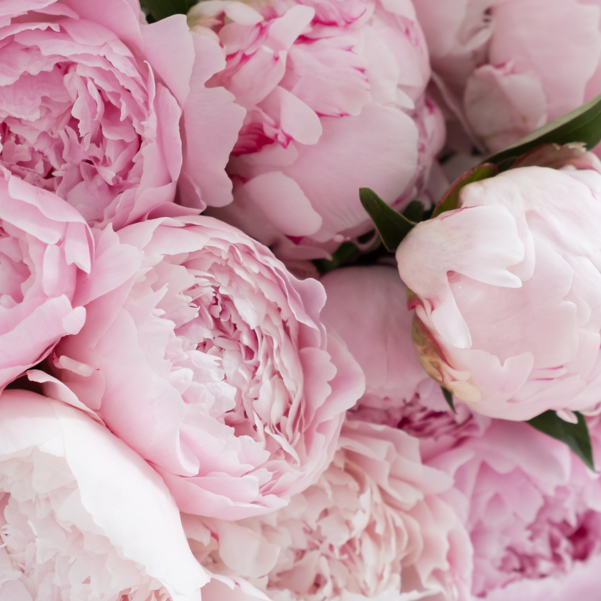 MIDNIGHT PEONY PERFUME