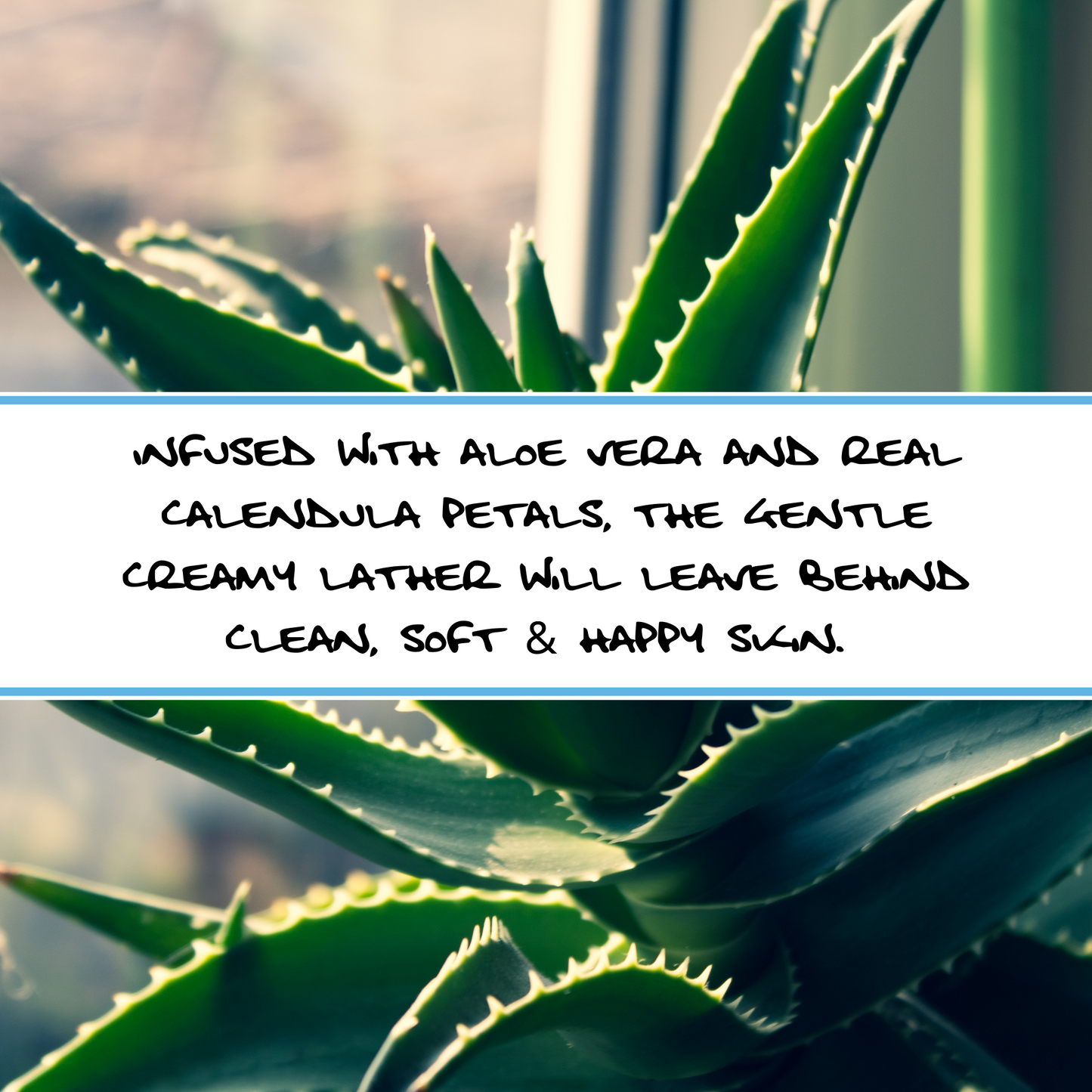 ALOE VERA + CALENDULA| Unscented Natural Bar Soap
