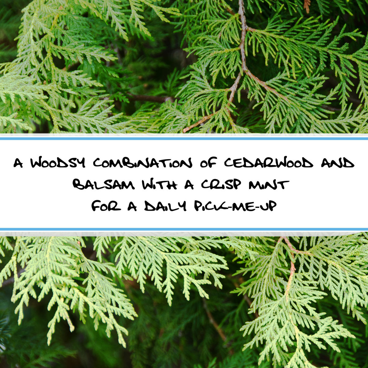 CEDAR BALSAM MINT | Shampoo + Body Bar