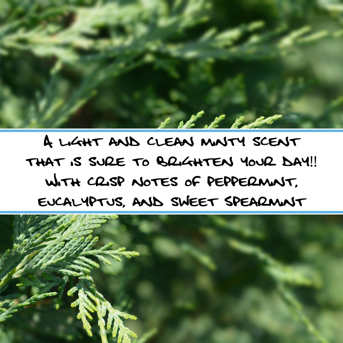 CYPRESS + MINT | REFRESHING SCRUB BAR