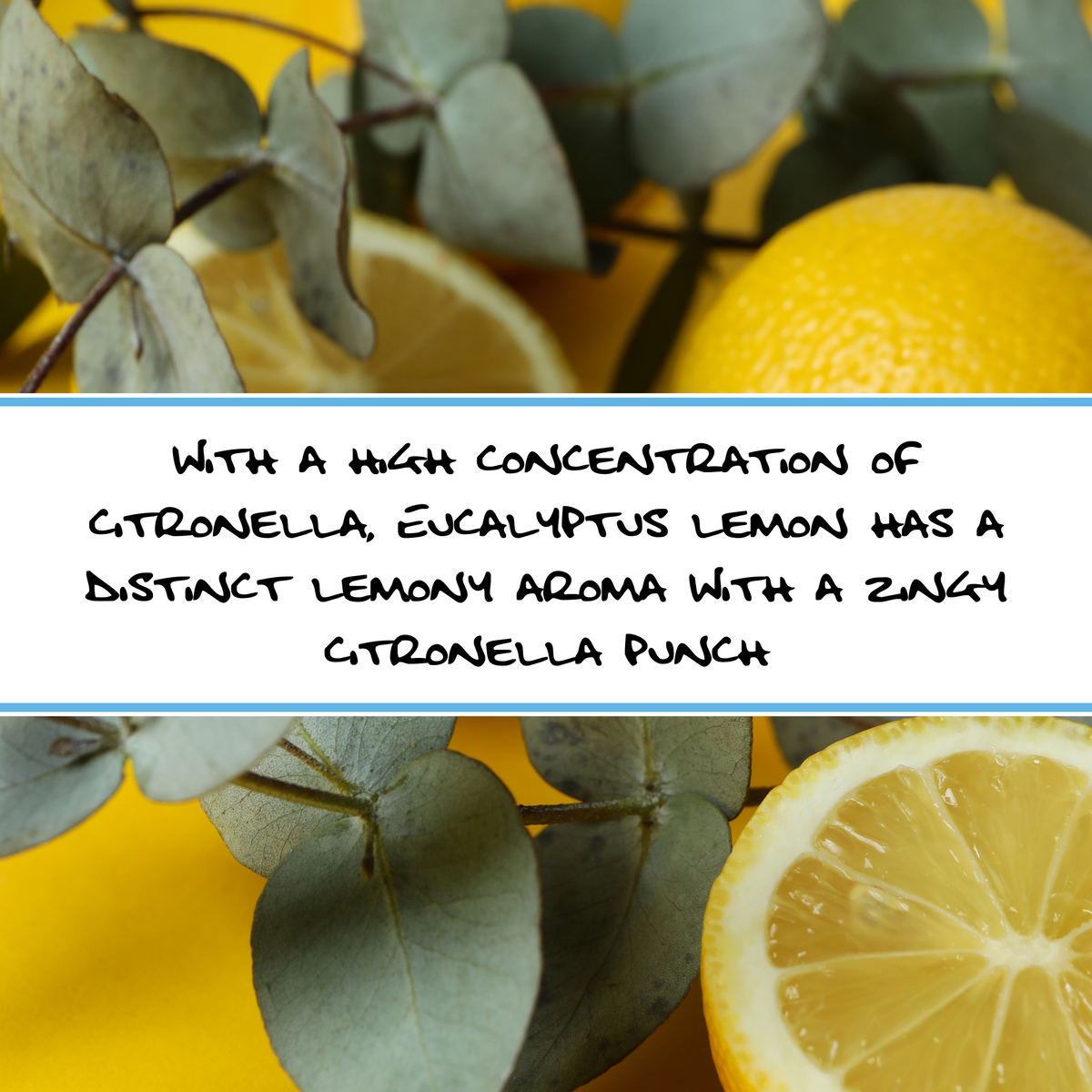 EUCALYPTUS LEMON CITRONELLA | Bar Soap