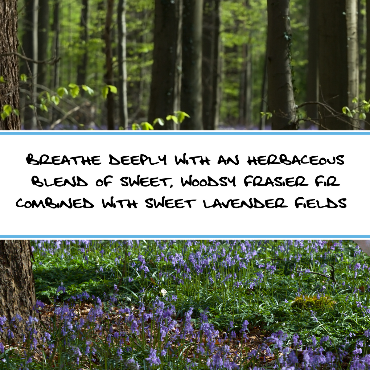 LAVENDER WOODS | Bar Soap
