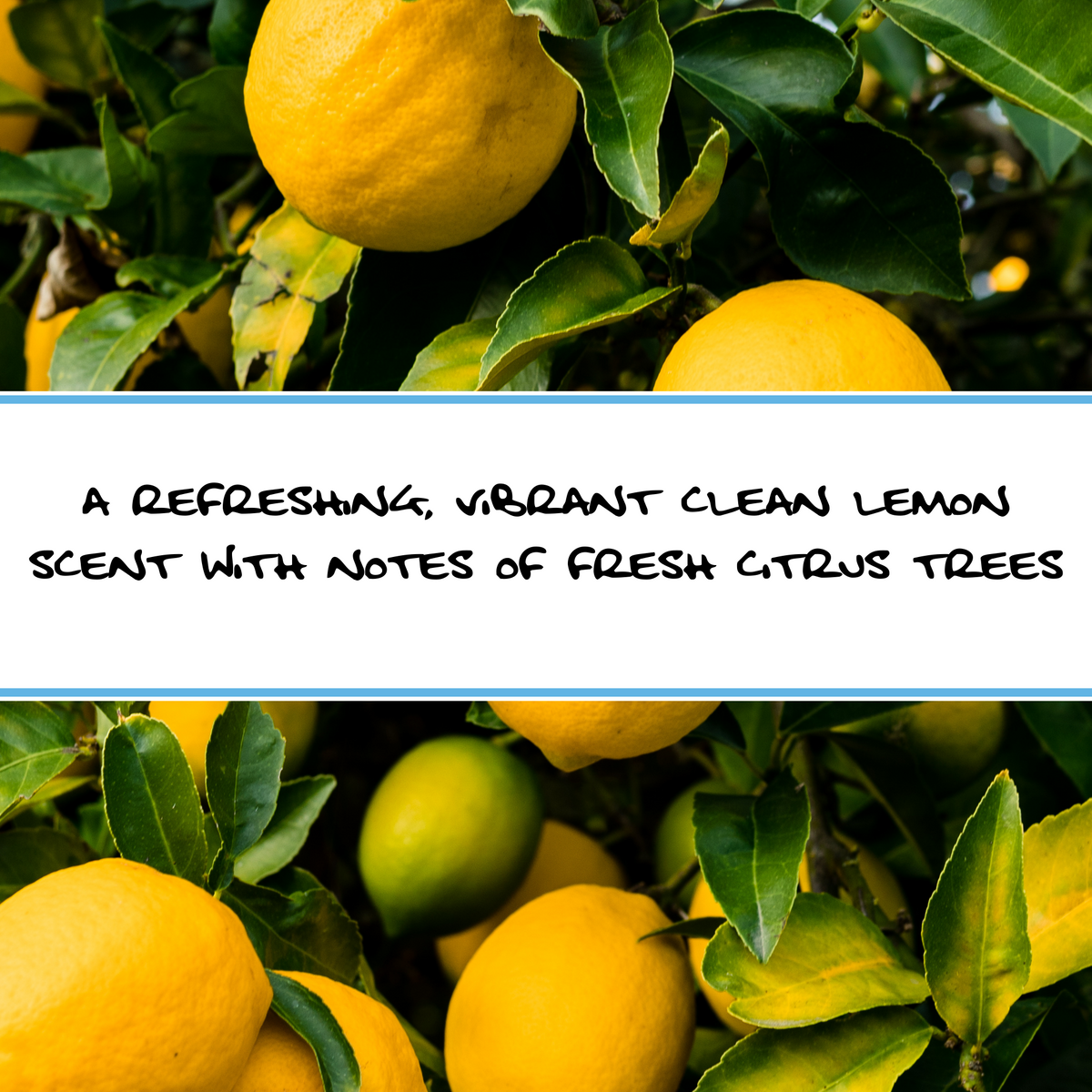 LEMON TREE | Organic Bar Soap
