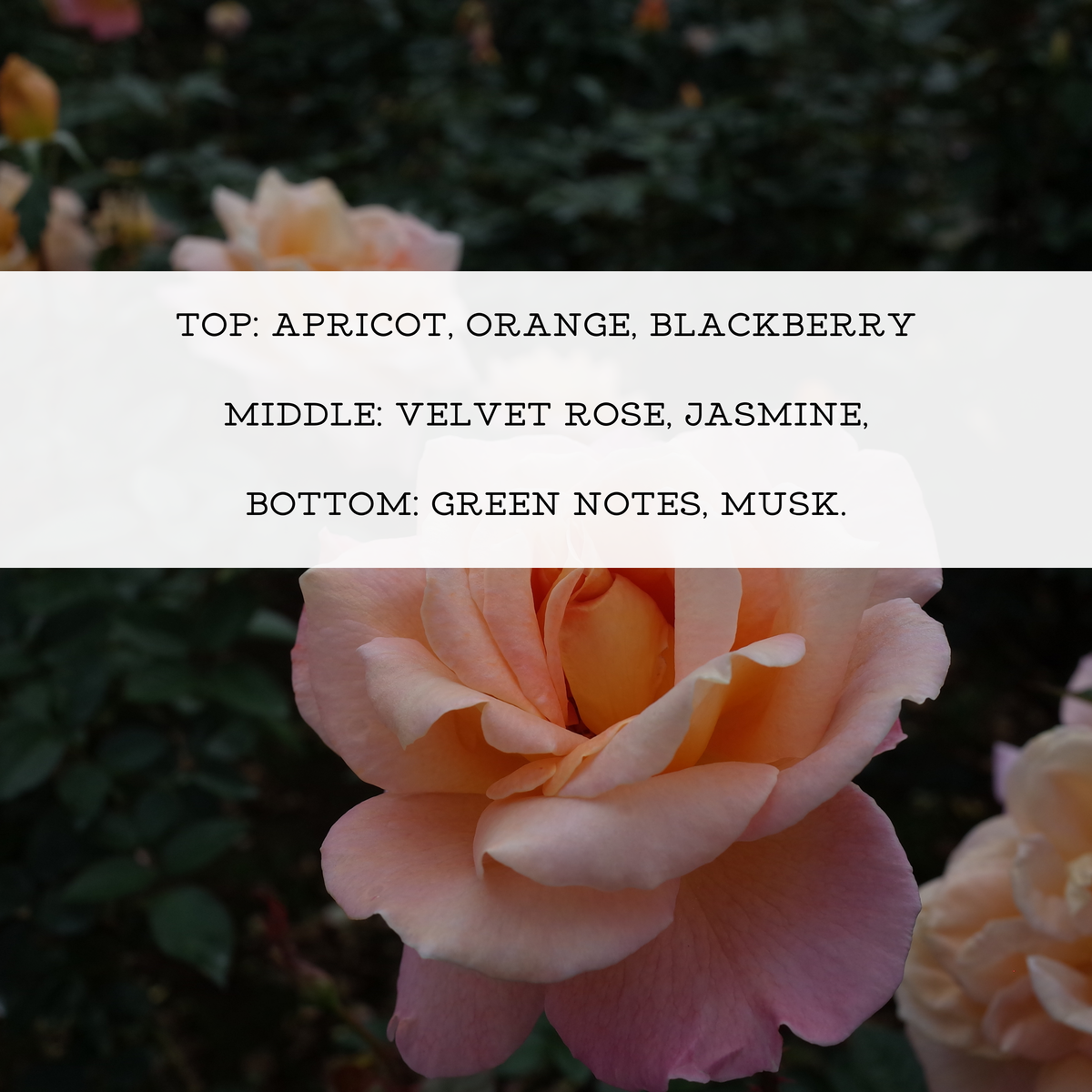 APRICOT ROSE PERFUME | Eau de Parfume Spray & Perfume Oil