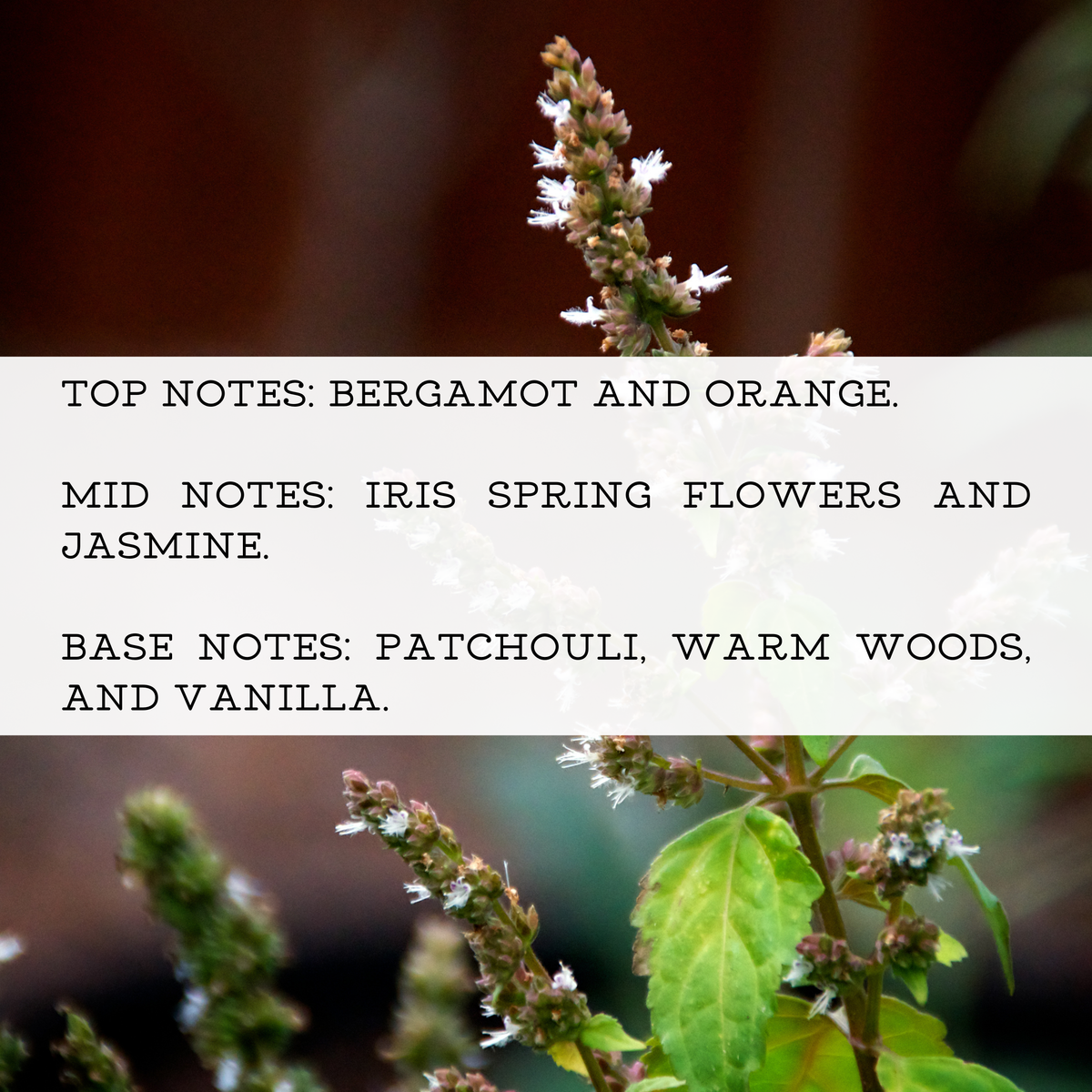 VANILLA PATCHOULI | Eau de Parfume Spray & Perfume Oil