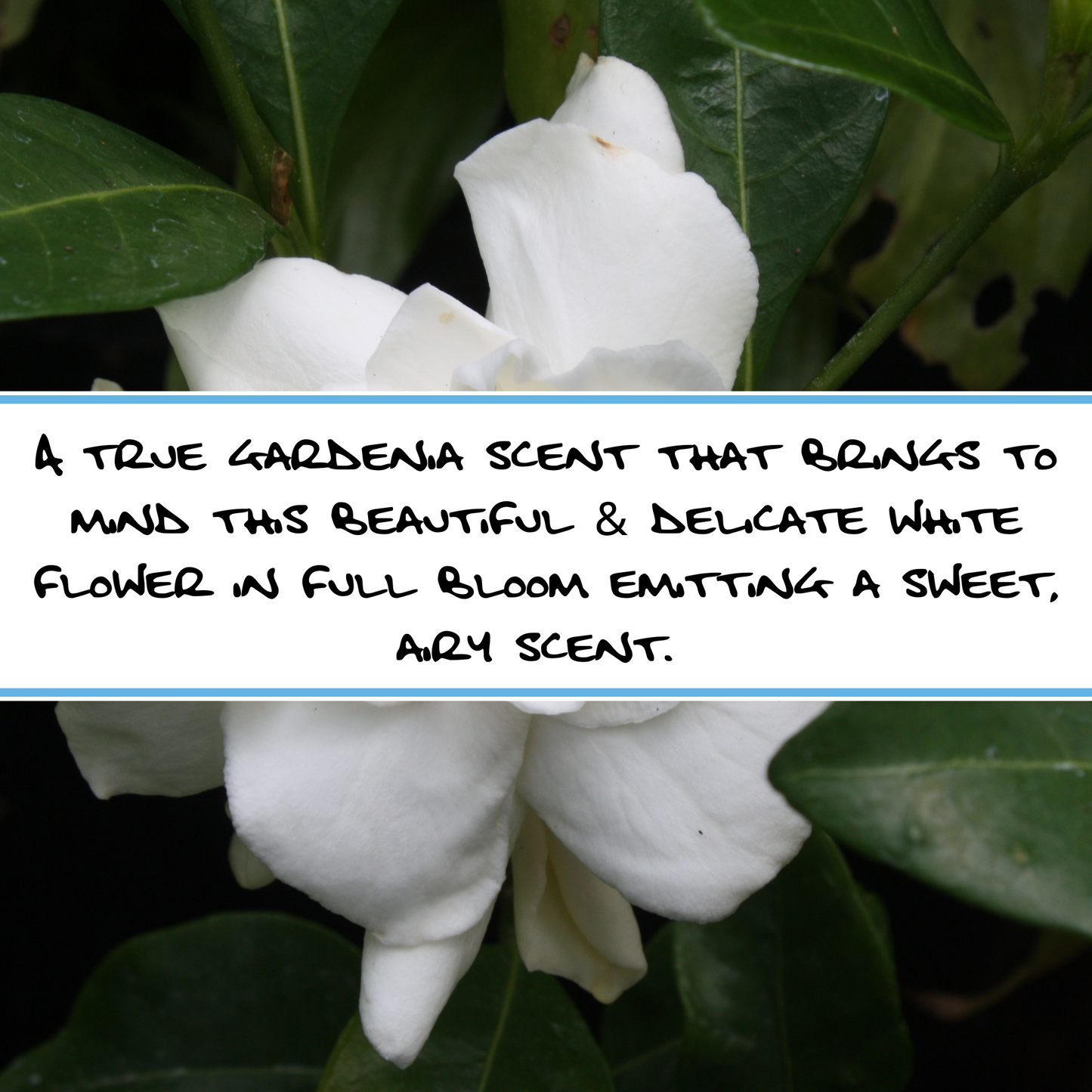 WHITE GARDENIA | Bar Soap