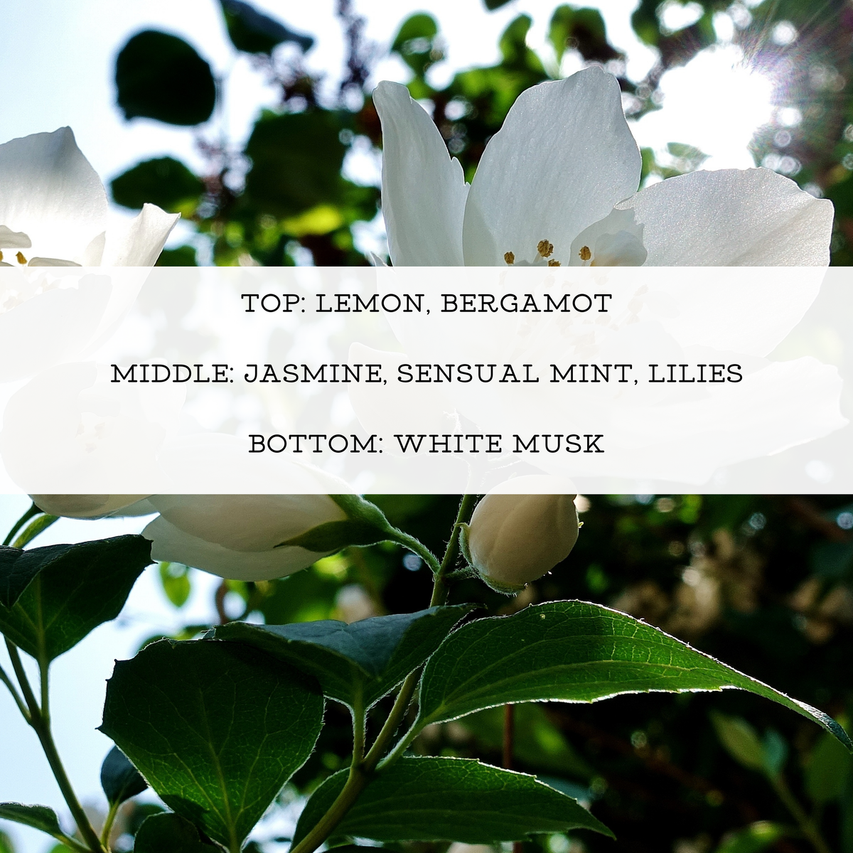 WHITE JASMINE + MINT PERFUME