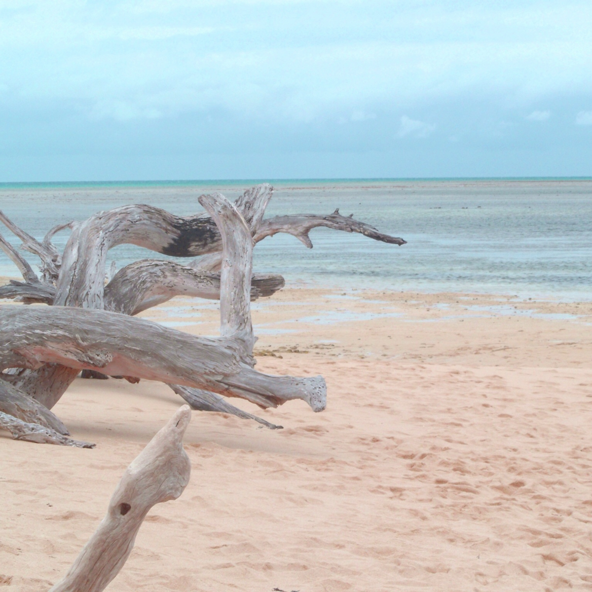 driftwood and sea salt scented perfumes for women 