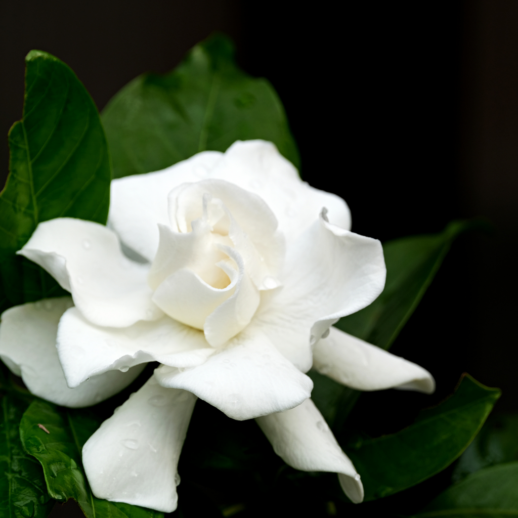 White Gardenia (all natural) Fragrance Oil