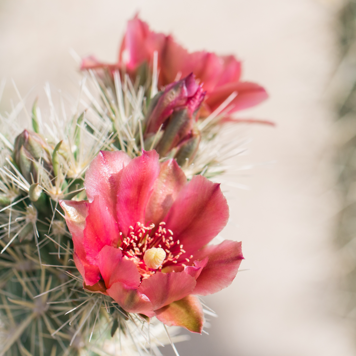 cactus flower and jade perfume spray