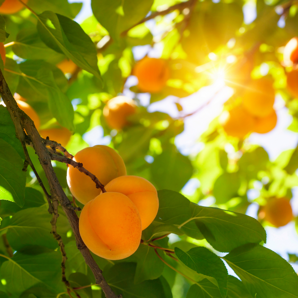FIG APRICOT PERFUME | Freshs Fig Apricot Fragrance Dupe | Eau de 