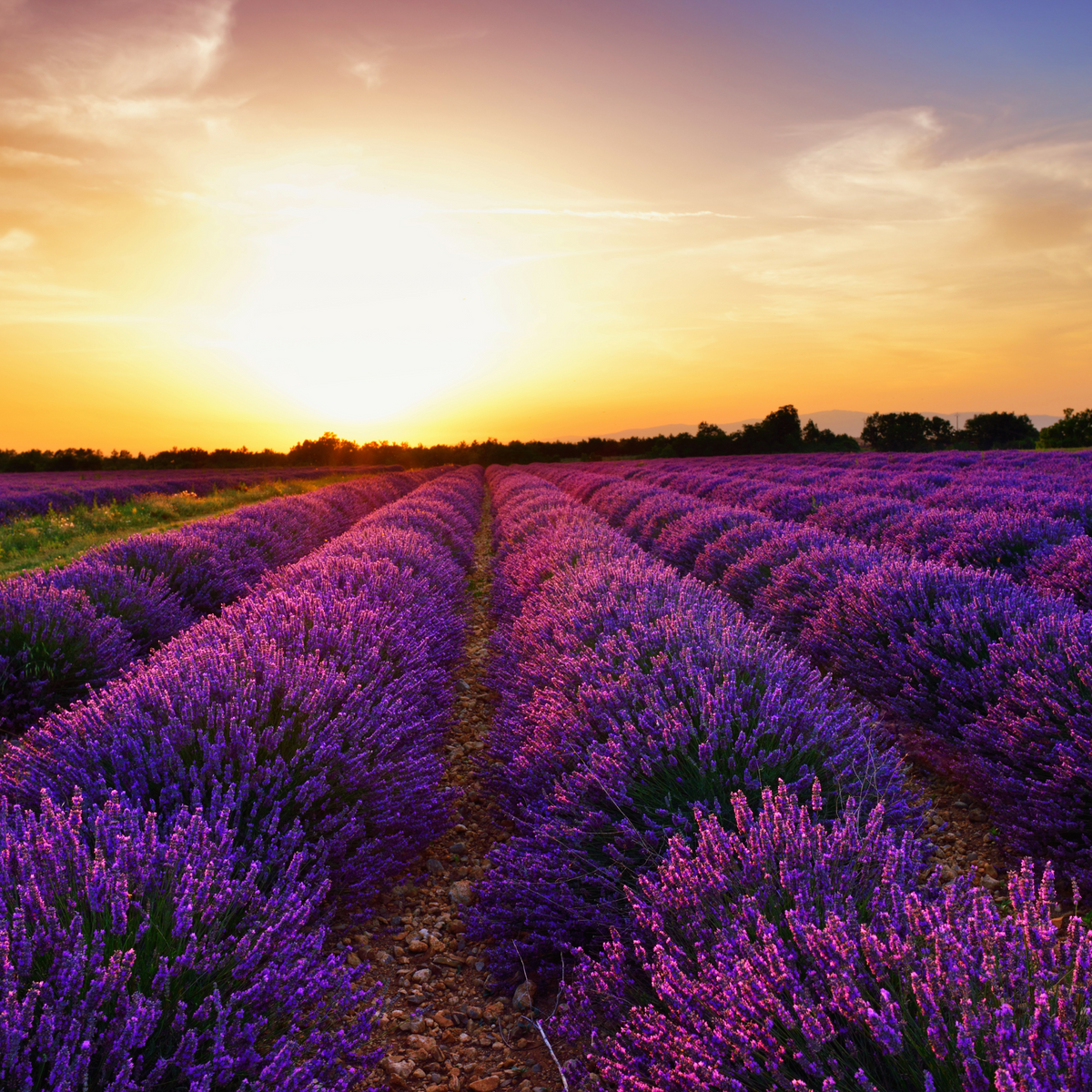 lavender lemongrass perfume spray handmade fresh perfumes