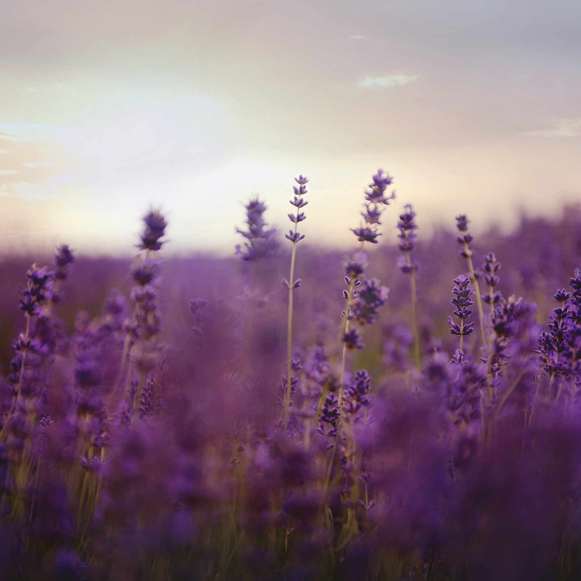 lavender and vanilla perfume spray