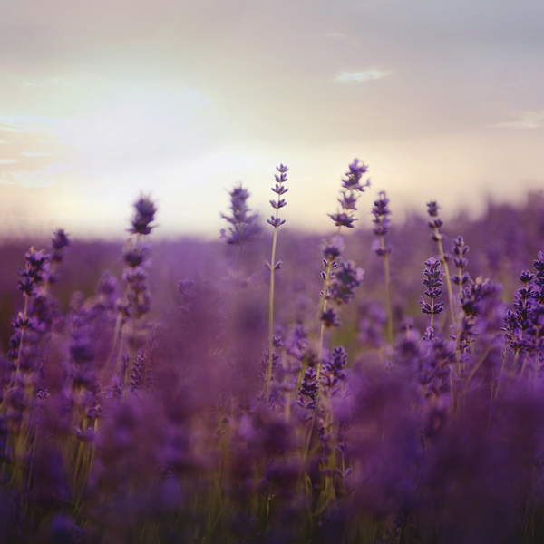 lavender and vanilla perfume spray