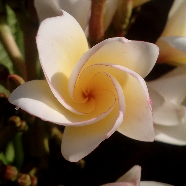 magnolia perfume for women