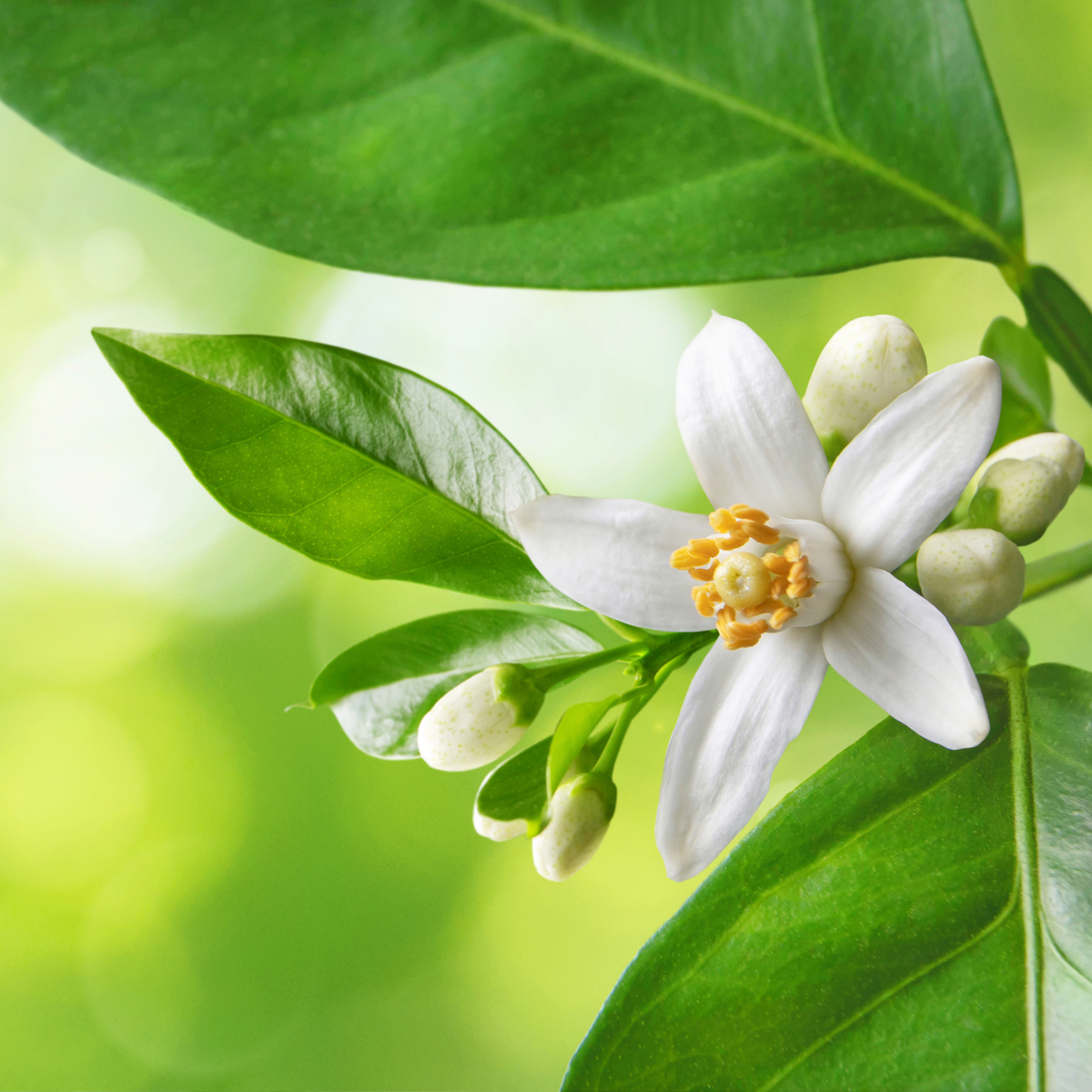 vegan perfume, non toxic perfume, artisan handmade perfumes