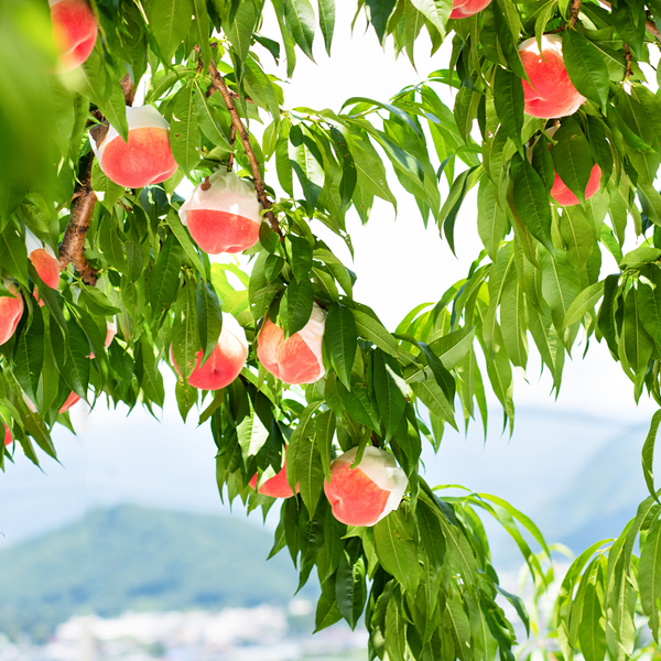 peach blossoms perfume spray