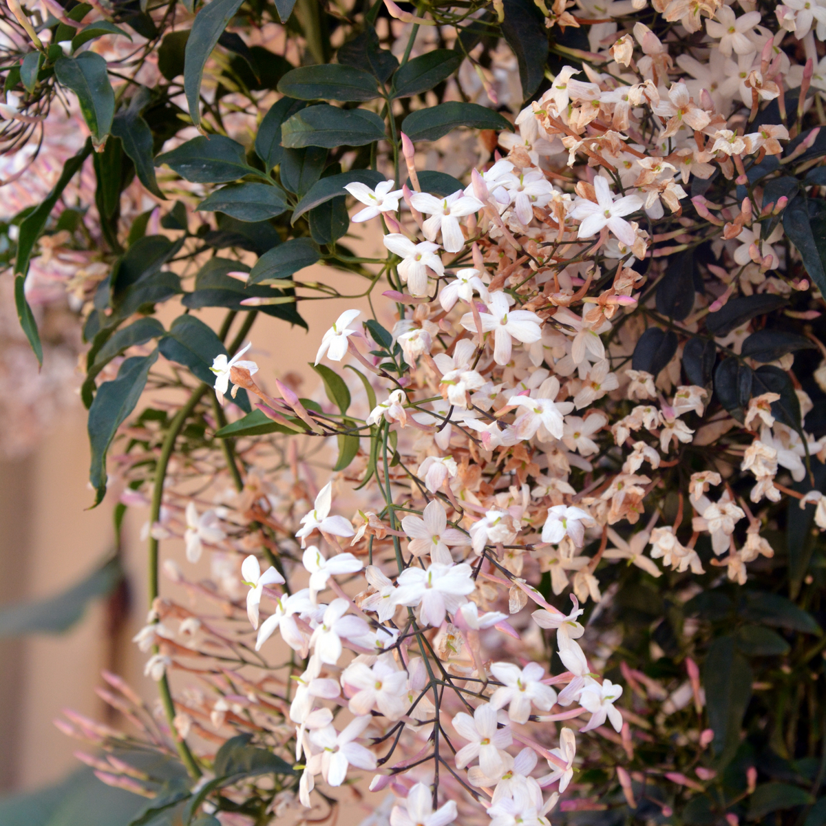 pink jasmine fresh perfume dupes