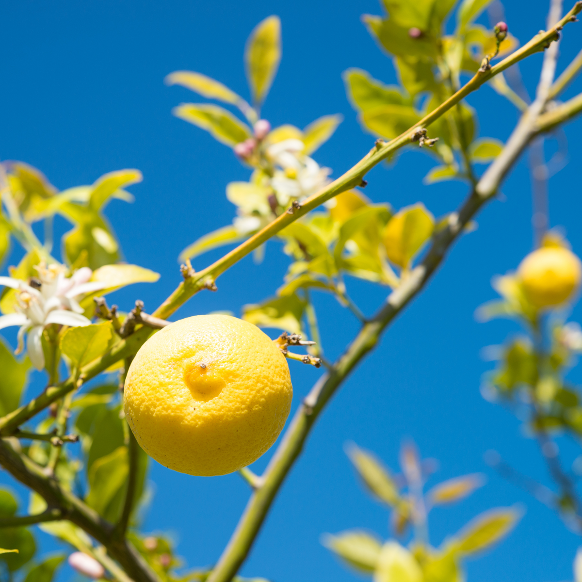 lemon verbena handmade perfume spray