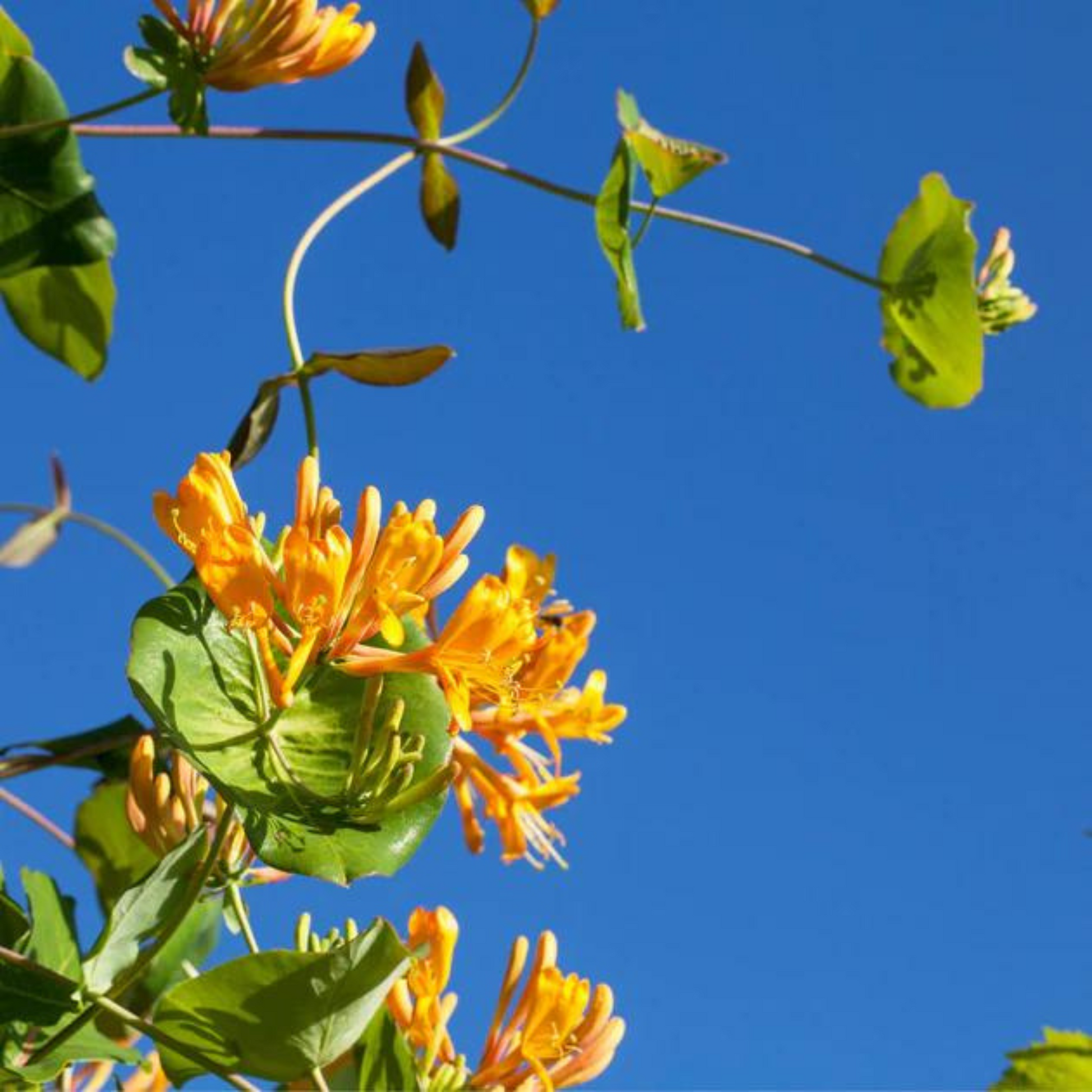 honeysuckle perfume spray 